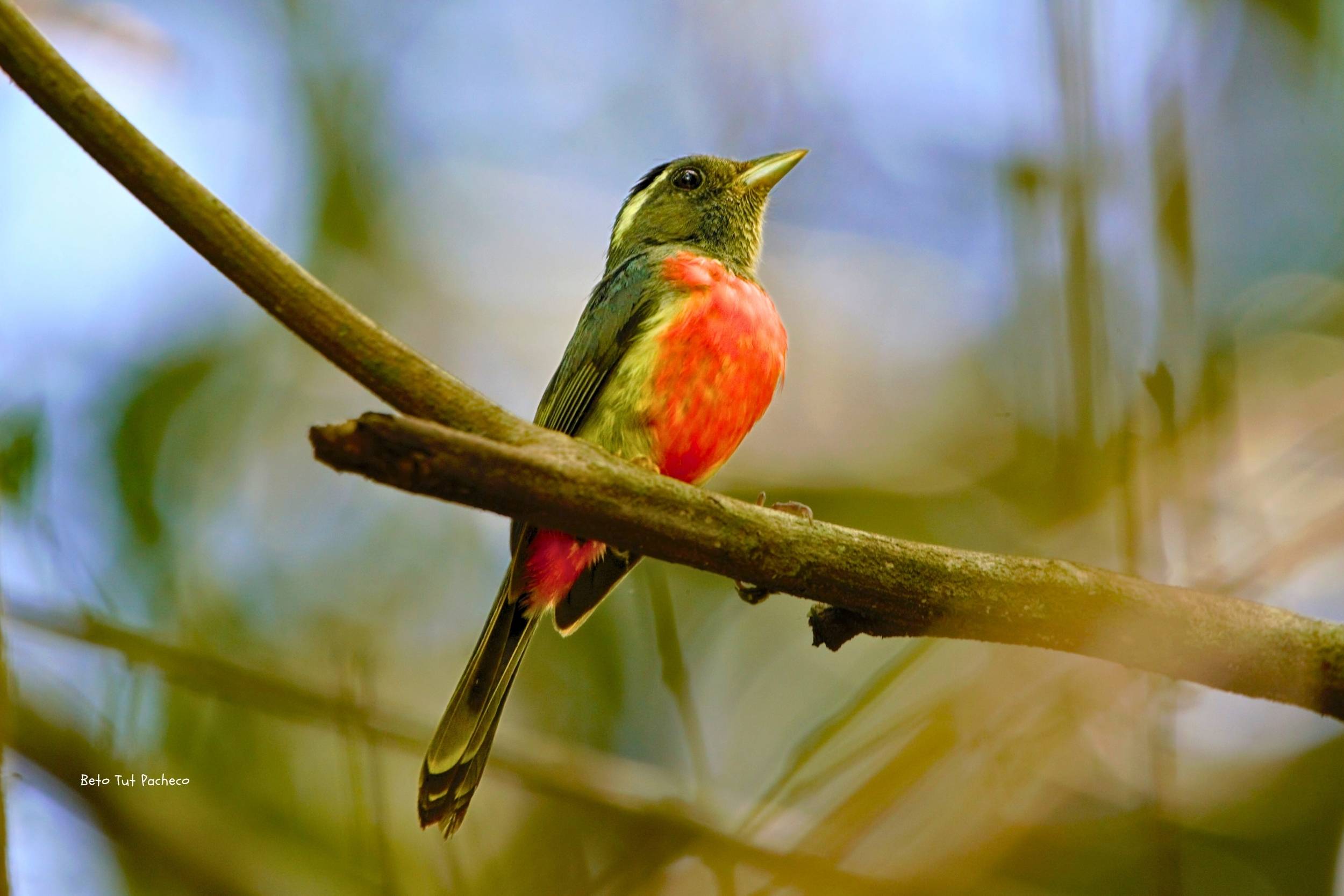 Descubre al Elusivo Gray-throated Chat en el Corazón del Parque Nacional Laguna del Tigre